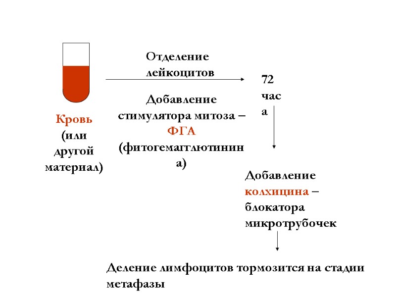 Кровь (или другой материал) Отделение лейкоцитов Добавление стимулятора митоза – ФГА (фитогемагглютинина) 72 часа
